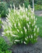 00 Native Trees and Shrubs for Full to Part Shade SPICE BUSH Lindera