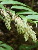00 (unsexed) SWAMP DOGHOBBLE* Eubotrys racemosus Semi-evergreen shrub