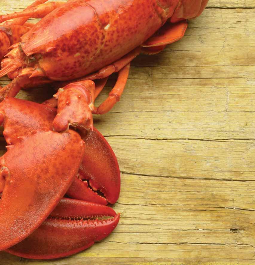 Our Lobster Harvested from pristine Maine
