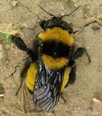 Sonoran Bumble Bee (Bombus sonorus) As you report on phenophase status (Y, N or?