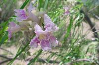 Desert Willow (Chilopsis linearis) As you report on phenophase status (Y, N or?