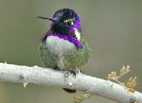 Costa's Hummingbird (Calypte costae) As you report on phenophase status (Y, N or?