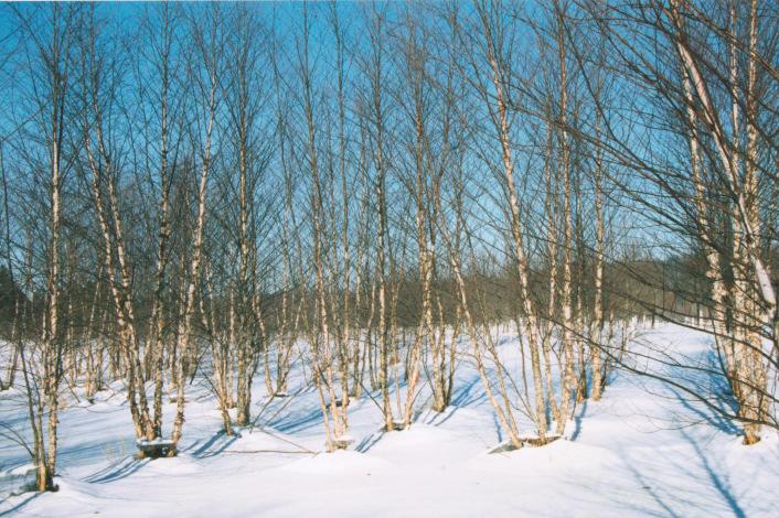 Wade & Gatton Nurseries 3 BETULA - THE BIRCH FAMILY The family of White Birch are unexcelled as an ornamental tree. Magnificent specimens can be seen in all Ohio cities.