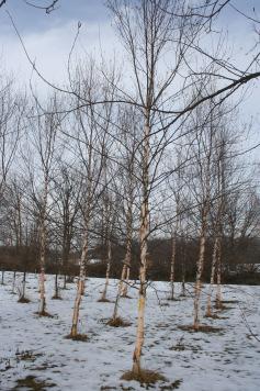 Wade & Gatton Nurseries 4 Betula nigra Heritage`, HERITAGE RIVER BIRCH (45-50 ) Plant patent #4409. A new and exciting cultivar of Betula nigra is the result of a chance seedling found in 1968.