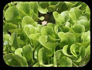 Buttercrunch Lettuce Asteraceae salads. From Baker Creek Heirloom Seeds website This lettuce has a light buttery texture and tastes best when harvested immediately before eating.
