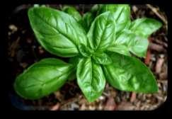 Sweet Genovese Basil Ocimum basilicum Sweet basil is often used in fresh salads or added to dishes near the end of cooking.