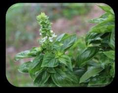 It should be placed in direct sunlight away from cold drafts. Produces in 70 days from sowing. You can direct sow basil after the danger of frost has passed (between and Memorial).