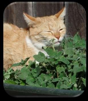 Catnip Nepeta cataria Catnip is an herb famous for its euphoric effect on cats. Its fragrant flowers also attract bees and other pollinators an easy to grow perennial, and prone to spreading.