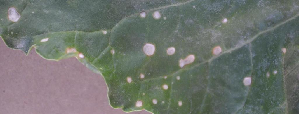 Differences in leaf spots