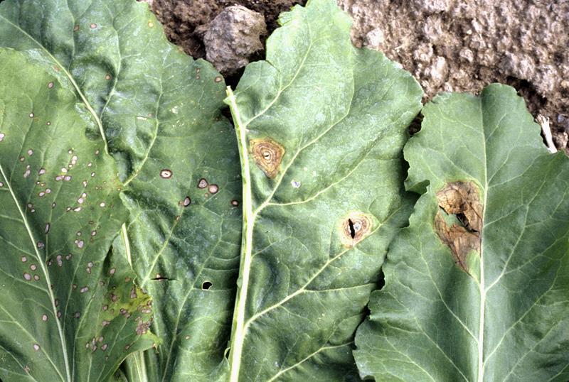 Differences in leaf spots Cercospora leaf spot Larger spots Wider dark red margin Phoma leaf spot Bacterial leaf spot Restricted by