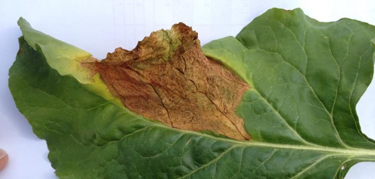 Digress Bacterial leaf spot Inoculum sources: debris from previous crop newly infected