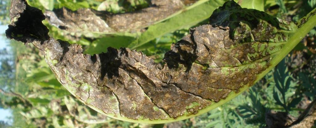 Take home message Cercospora can be destructive Normally not a problem Separate new fields from previously