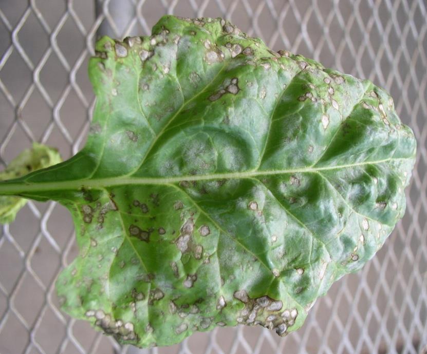 Cercospora Leaf Spot Most important & destructive foliar disease