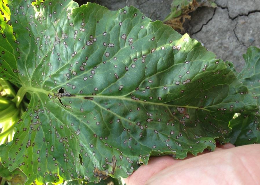 Cercospora Leaf Spot Leaf spots start on