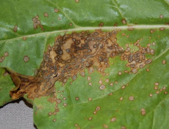 Cercospora Leaf Spot Older