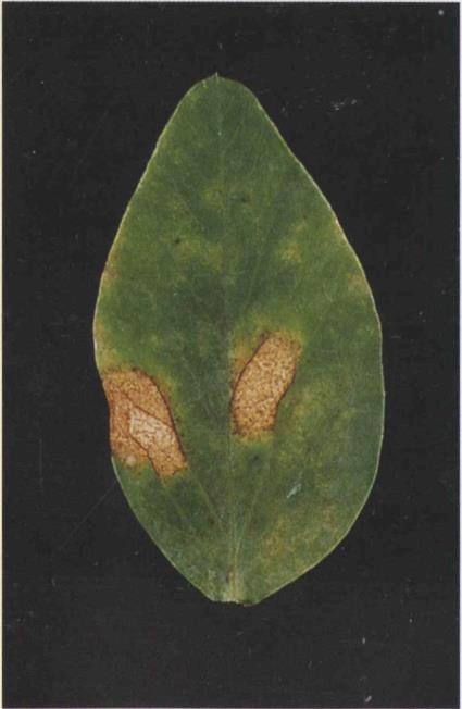 15A.8 Septoria leaf blotch;