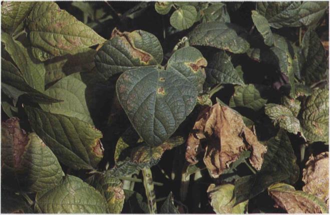 1a Bacterial brown spot; leaf