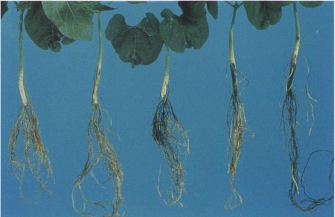 4 Black root rot; root and hypocotyl