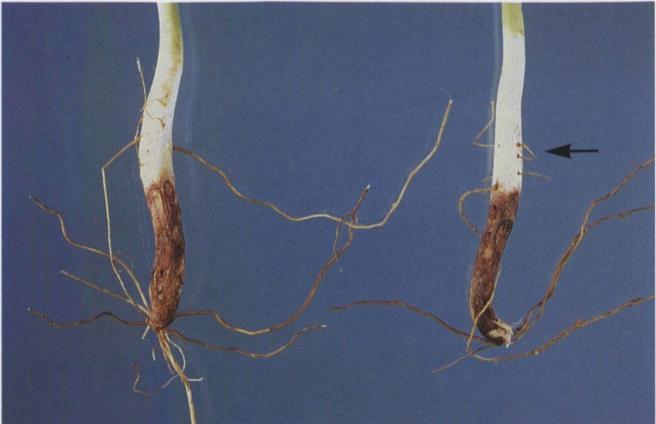 15B.5a Fusarium root rot; dry,