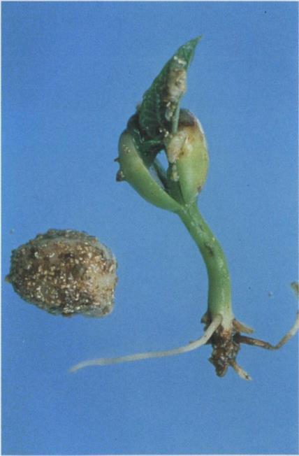 15B.6 Pythium diseases; seed decay and