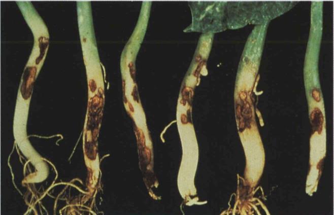 7 Rhizoctonia root rot; elongate,