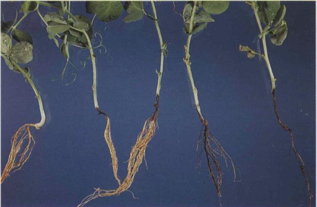 15A.3f Root rot; degrees of
