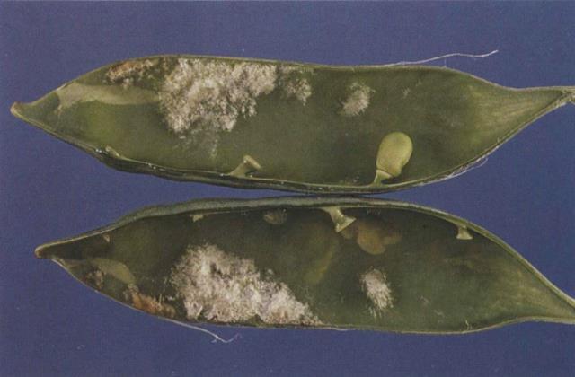 15A.4c Downy mildew; growth of