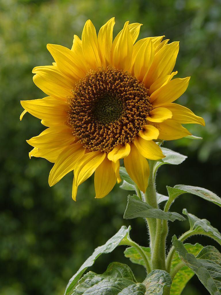 A PROFILE OF THE SOUTH AFRICAN SUNFLOWER MARKET