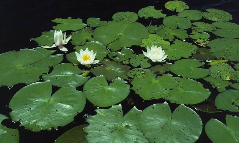 Nymphaea odorata (nim-fay-a O-dor-AH-ta) White Water Lily In medieval times,
