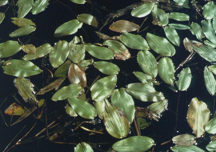 1992. Western wetland flora: Field