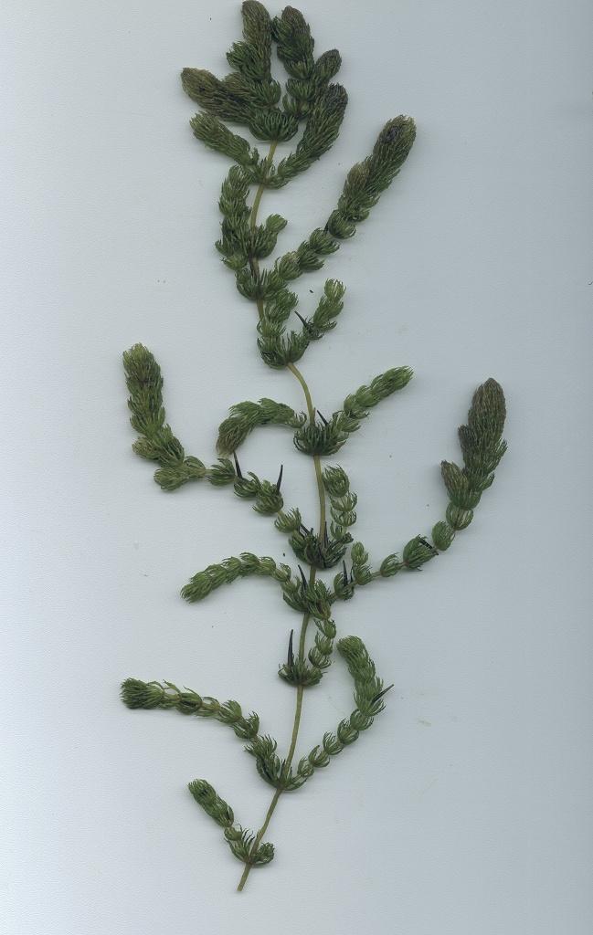Ceratophyllum demersum (cer-at-oh-fill-um de-mer-sum) Coontail