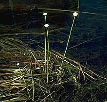 water for cross-pollination, pipewort attracts insects