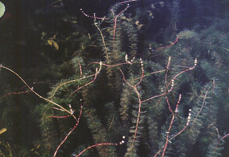 Myriophyllum sibiricum (MIR-ee-o-FILL-um si-bir-i-cum) Shortspike Watermilfoil Sensitive to