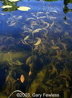 Large-Leaf Pondweed Fish biologists say