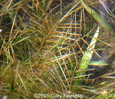 Potamogeton robbinsii (POT-a-mo-GEE-ton row-bins-ee-i) Fern Pondweed Offers good cover and foraging