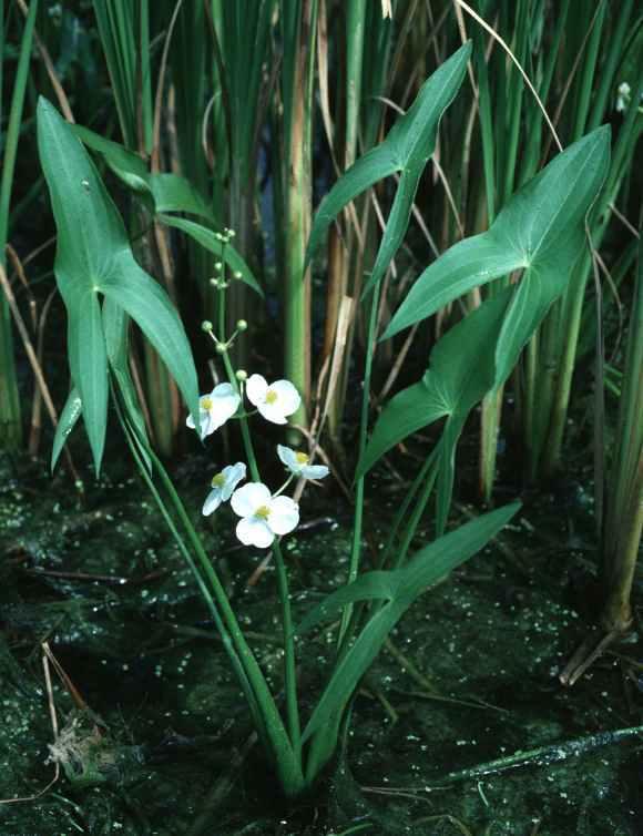 Sagittaria latifolia (saj-e-tare-ee-a lah-ti-fol-ee-a) Duck