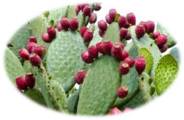 Occurs worldwide Ginger beer Aquakefir Tibicos California bees Ale nuts Japanese beer seeds Origin is unclear Derived from the leaves of the Opuntia cactus?