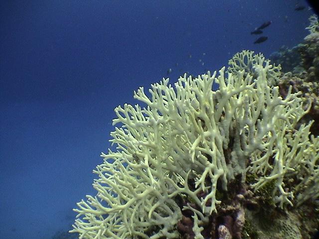 PICTURES Pic 1: Millepora tenella, a species for which most of