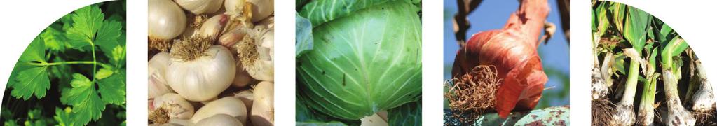 cabbage soup small cabbage, core and outer leaves removed, and sliced thinly onion, peeled and diced cup loosely packed parsley leaves 3 cloves garlic, 2 sliced and minced leek, rinsed well and