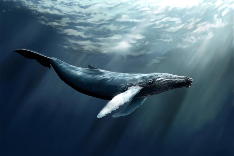 Recovering from the Whaling Industry Discussion Questions 1) What is the history of the