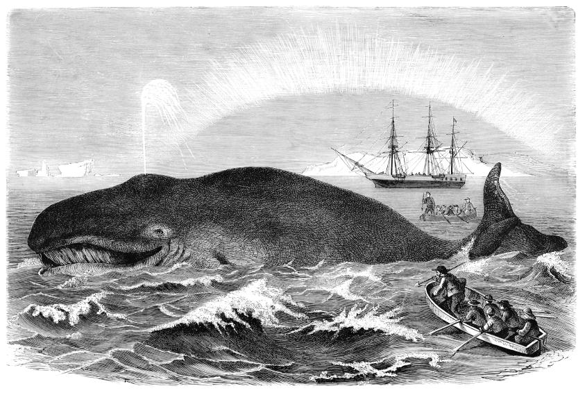 Early Whaling Industry Teams of whalers worked together in row