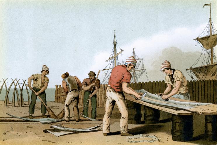 Whalebone scrapers by George Walker. Etching by Robert Havell, published in Costumes of Yorkshire, 1813. This etching shows whalebone scrapers hard at work.