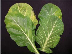 =yellow Mature Kale Leaves