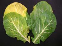 F) Immature Kale Leaves