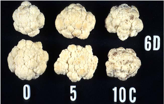 Cauliflower Quality Color is cream white Freedom from mechanical injury Freedom from decay No discoloration on cut edges Cultivar Black speck index = black speck score multiplied by % extension.
