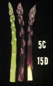 C. Carotenoids  AMMONIA INCREASE % Ammonia increases in spinach In