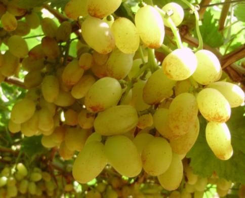 4. Firm berries which are exposed to liquid solutions after verasion have higher susceptibility to cracking and rust stains 5.