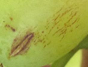 Preliminary Observations - Elongated stains on the berry s side - Concentric stains around the tip or lenticels -