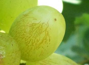 crispy and sweet - Cracking in severely damaged berries - More damage at net-covered vineyards - More damage at