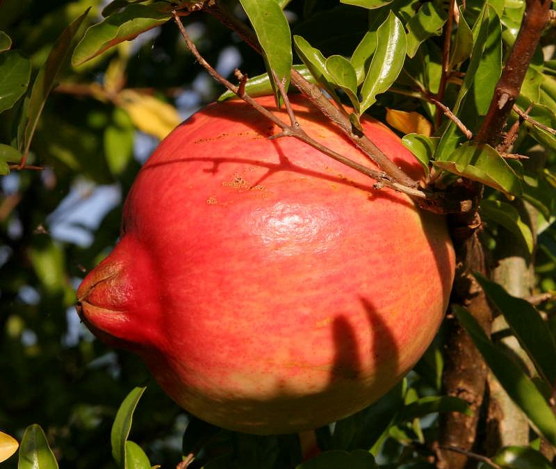 This rare fruit is Pomegranate: The pomegranate is an ancient fruit with a rich history in myth, symbol, art, medicine and religion. It has always been an important part of the Middle Eastern diet.